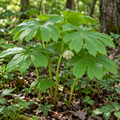 Mayapple Plants For Sale 