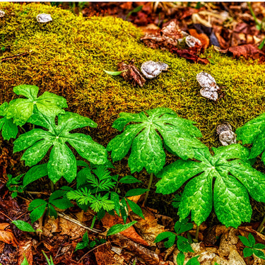 Vibrant green palmate Mayapple leaves with glistening water droplets on moss and fallen leaves