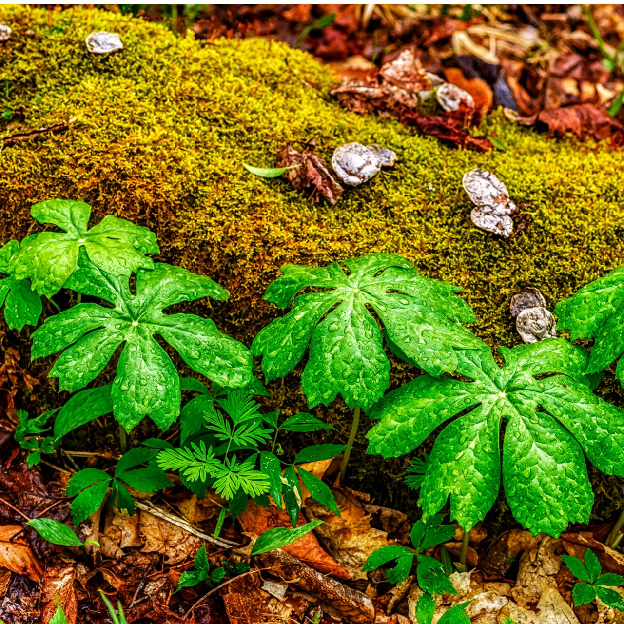 Vibrant green palmate Mayapple leaves with glistening water droplets on moss and fallen leaves