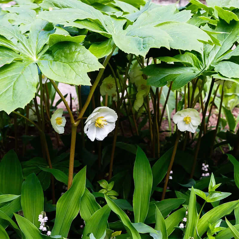 Mayapple white flowers with yellow centers in lush green foliage