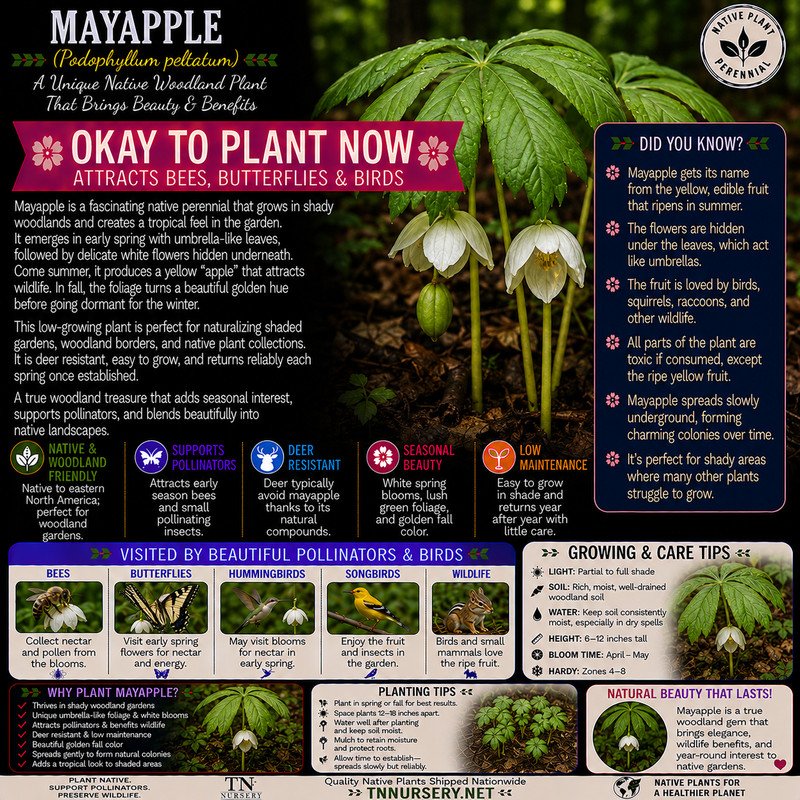 Plants For Garden