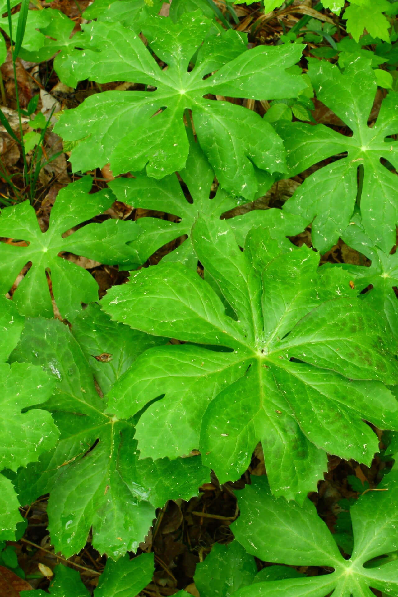 Vibrant green deeply lobed glossy leaves of Mayapple with serrated edges