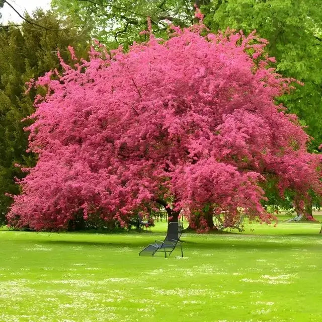 Vibrant pink Memorial Tree with cascading blossoms in lush park