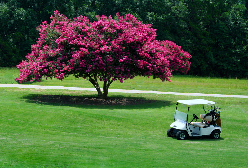 White golf cart with canopy and clubs on back for Miami Pink Creme Myrtle Shrub