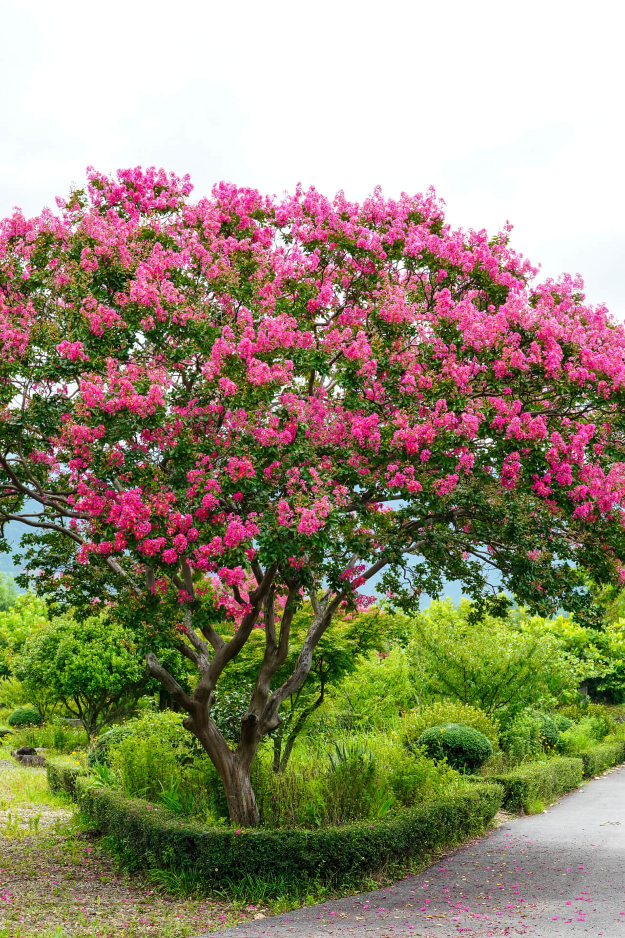Vibrant Miami Pink Crepe Myrtle shrub with pink flowers and green foliage in garden