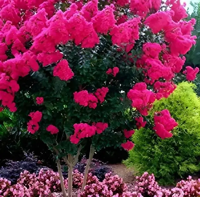 Miami Pink Crepe Myrtle shrub with vibrant pink flowers and lush green foliage in garden