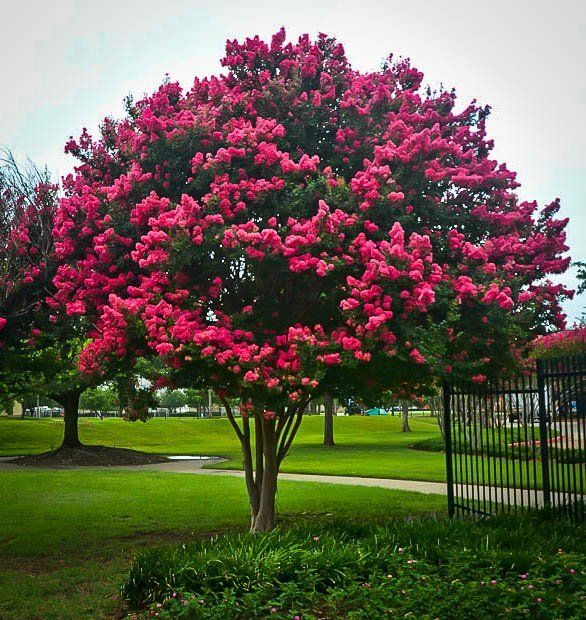 Miami Pink Crepe Myrtle shrub with vibrant pink flowers in park