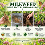 Milkweed Plant