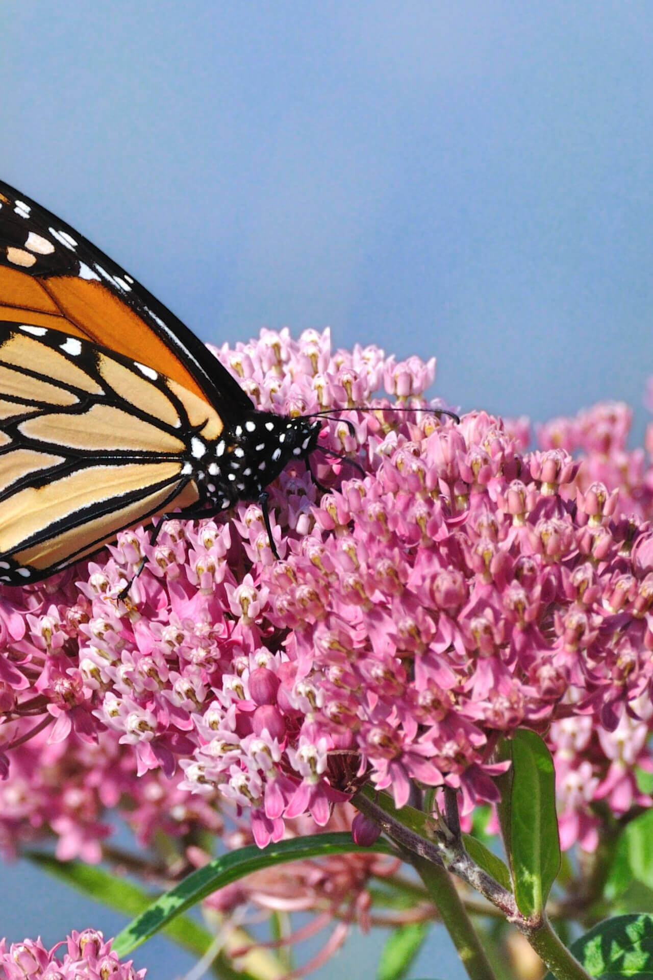 Monarch butterfly on pink milkweed flowers for Milkweed Plant