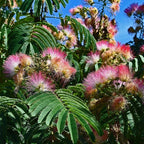 Vibrant pink and white Mimosa Tree fluffy blossoms with lush green leaves under blue sky