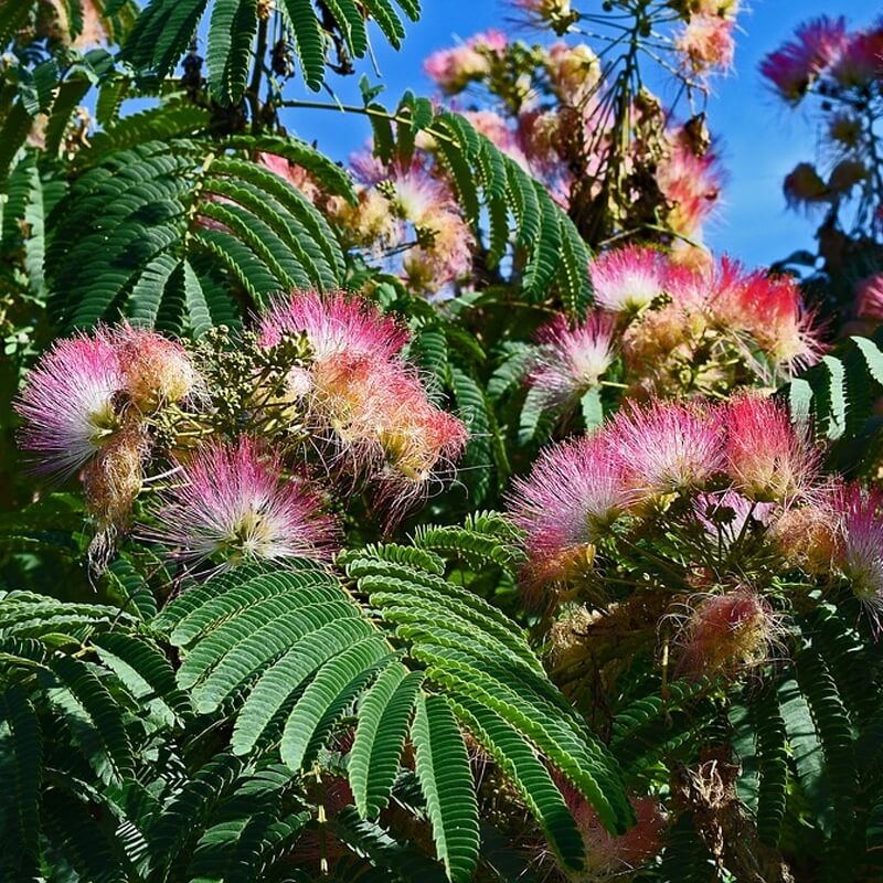 Vibrant pink and white Mimosa Tree fluffy blossoms with lush green leaves under blue sky