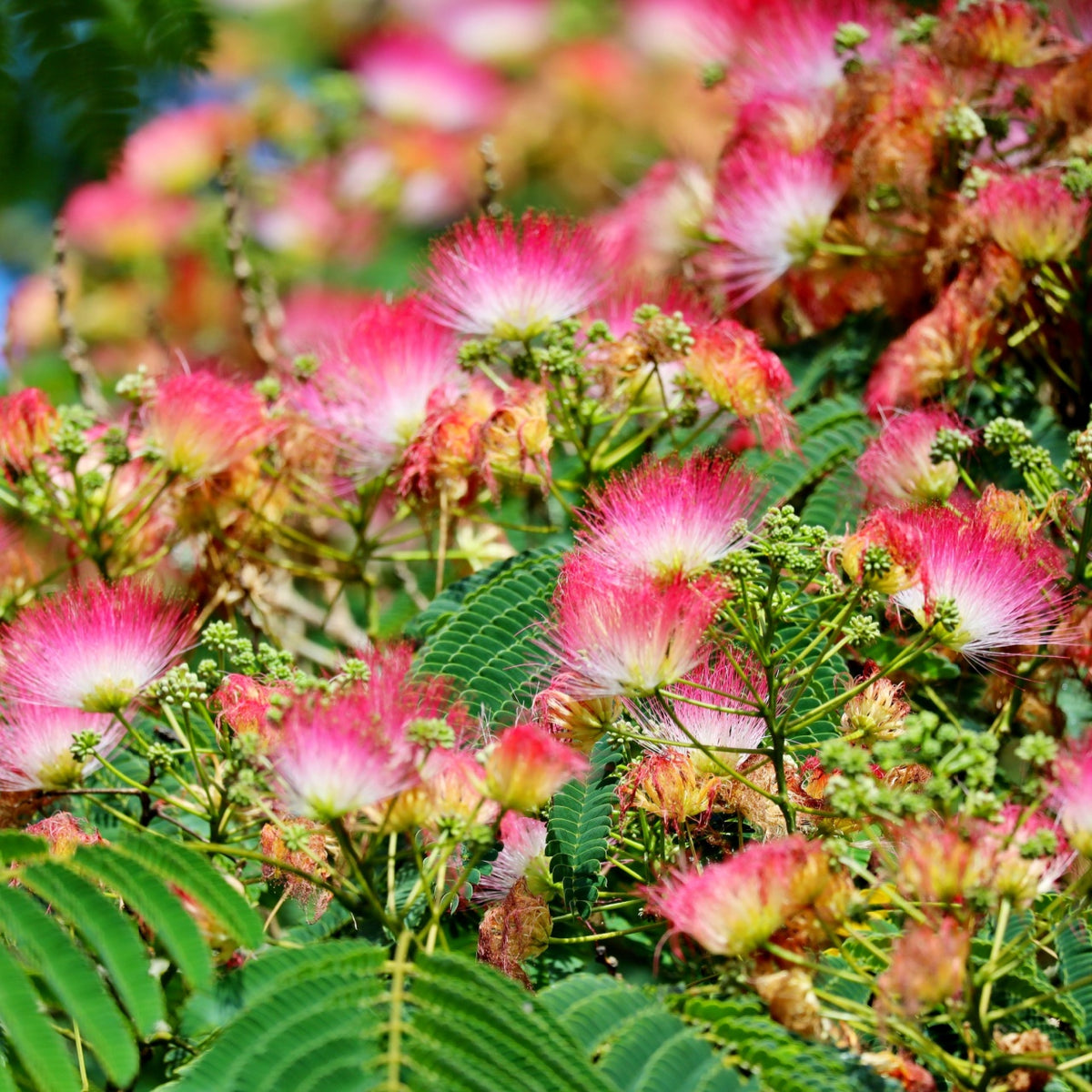 Vibrant pink and white Mimosa Tree fluffy flowers with feathery petals in lush green foliage