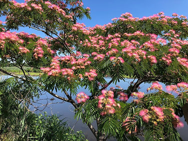 Vibrant pink fluffy blossoms on Mimosa Tree with lush green leaves