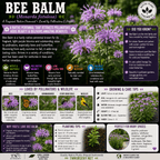 An informational product graphic for Bee Balm Monarda fistulosa, featuring a large purple and lavender flower cluster at the top, extensive text blocks on native perennial benefits and care, and multiple small photos of pollinators and wildflowers. The design uses a white background with purple, green, and orange accents and includes the TNF Network logo at the bottom.