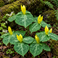 Yellow Trillium Plant