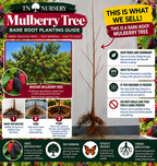 Bare-Root tree Planting Guide