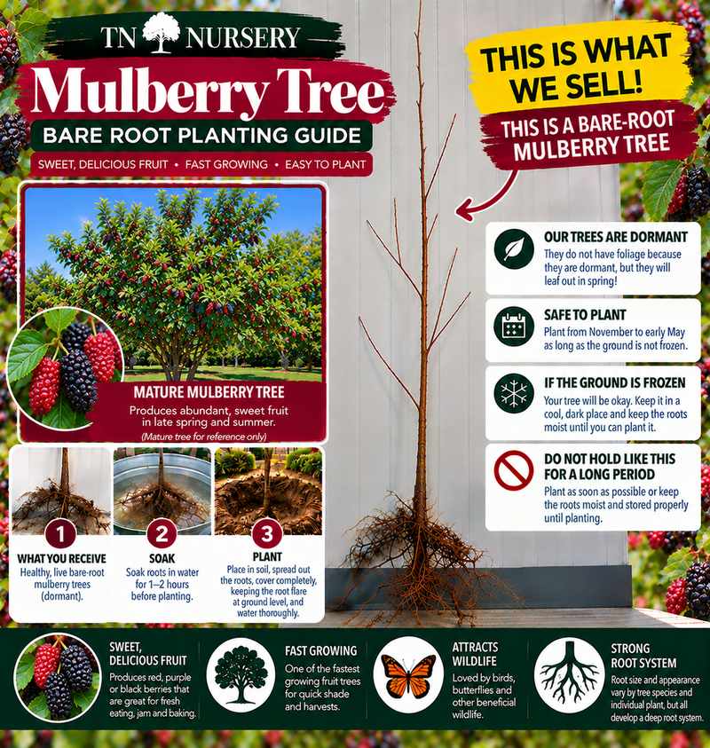 Bare-Root tree Planting Guide