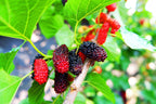 Ripe mulberries transitioning red to black on Mulberry Tree branch with green leaves