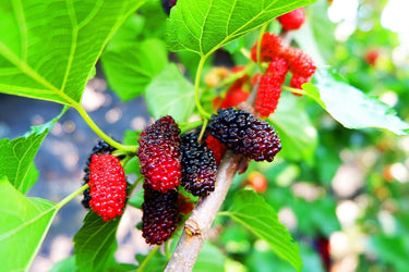 Ripe mulberries transitioning red to black on Mulberry Tree branch with green leaves