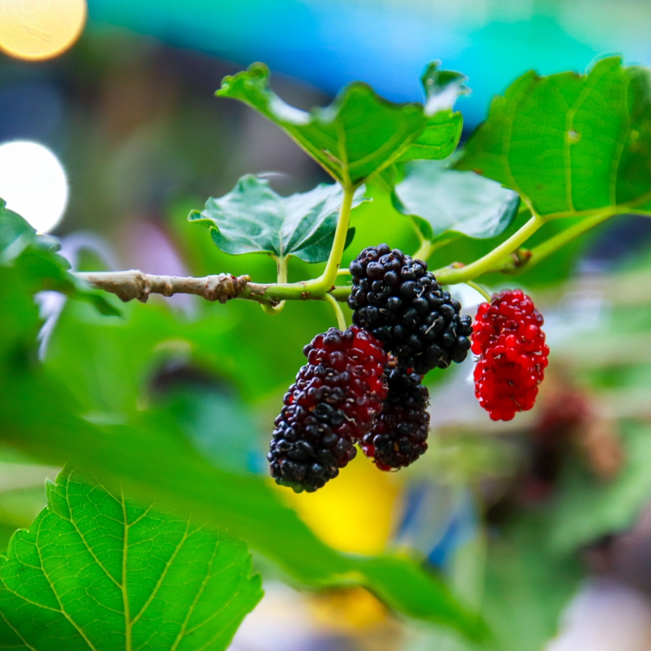 Ripe black and red mulberries on Mulberry Tree branch with lush foliage