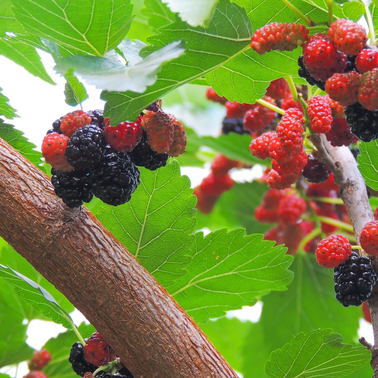 Ripe red and dark purple mulberry clusters on Mulberry Tree branch with green leaves