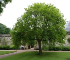 Lush full-bodied Mulberry Tree with sturdy trunk and dense green foliage in garden