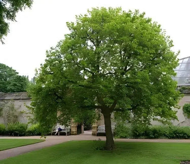 Lush full-bodied Mulberry Tree with sturdy trunk and dense green foliage in garden