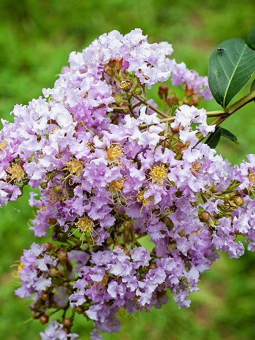 Muskogee Crepe Myrtle