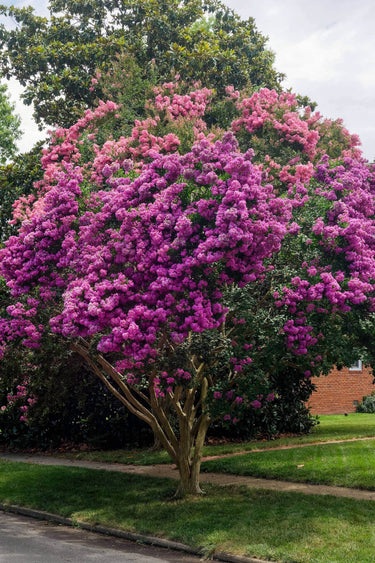 Vibrant Muskogee Crepe Myrtle shrub with lush purple blossoms and green foliage