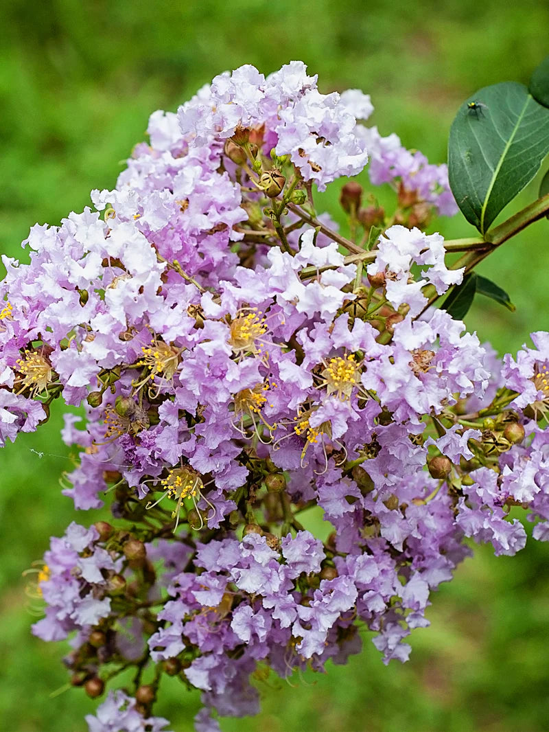 Muskogee Crepe Myrtle shrub with lush light purple lilac blossoms