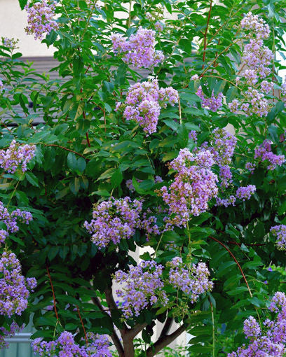 Muskogee crepe myrtle shrub with lush lilac purple blossoms and green leaves