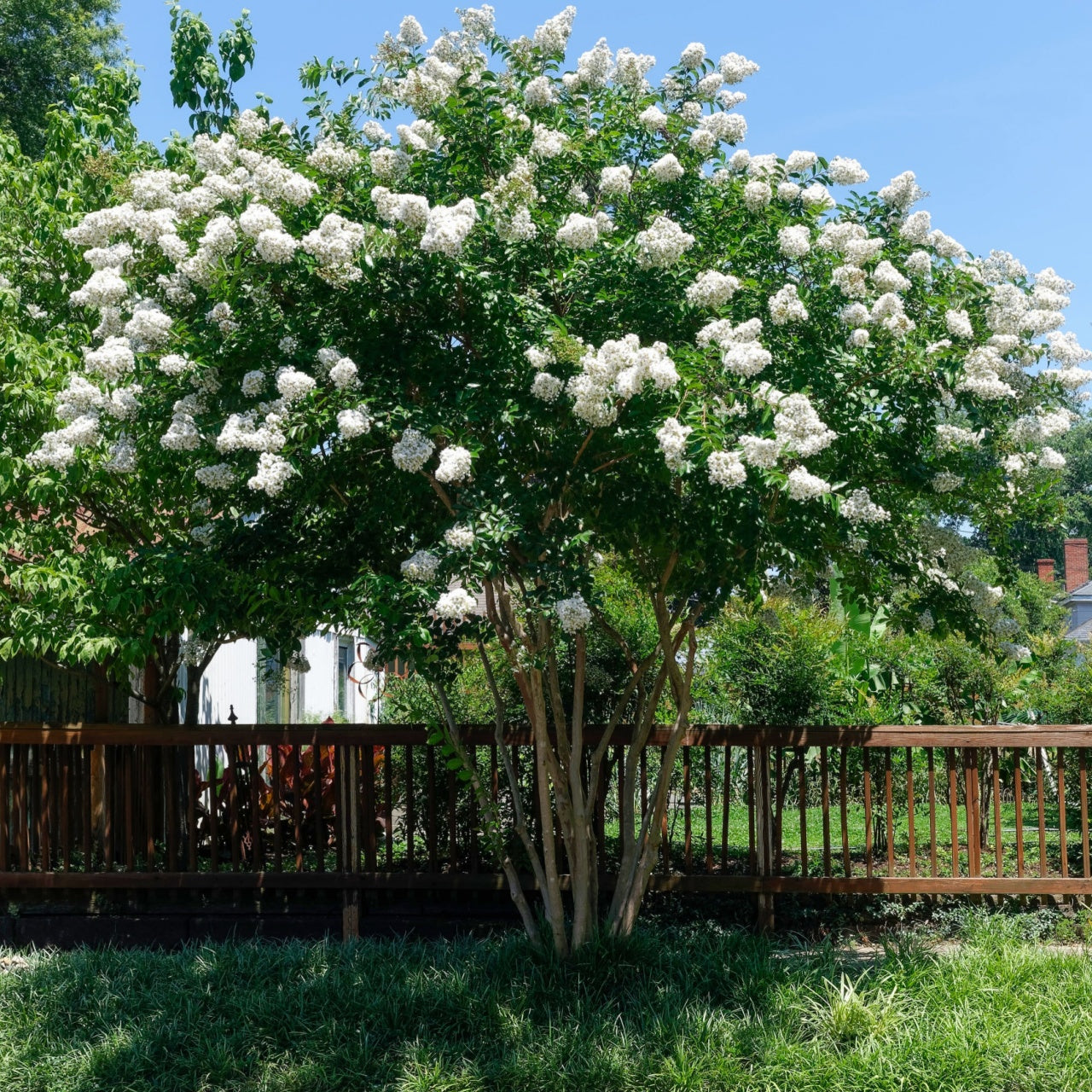 Natchez crepe myrtle tree with lush white flowers and dense green foliage