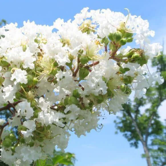Natchez crepe myrtle tree with delicate white blossoms and green buds