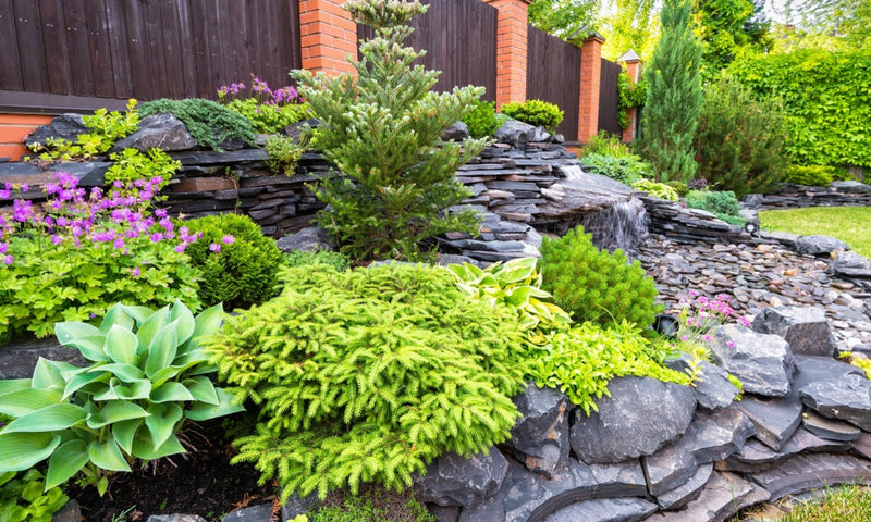 Lush green coniferous shrub among dark gray stones in Native Plant Subscription Box garden