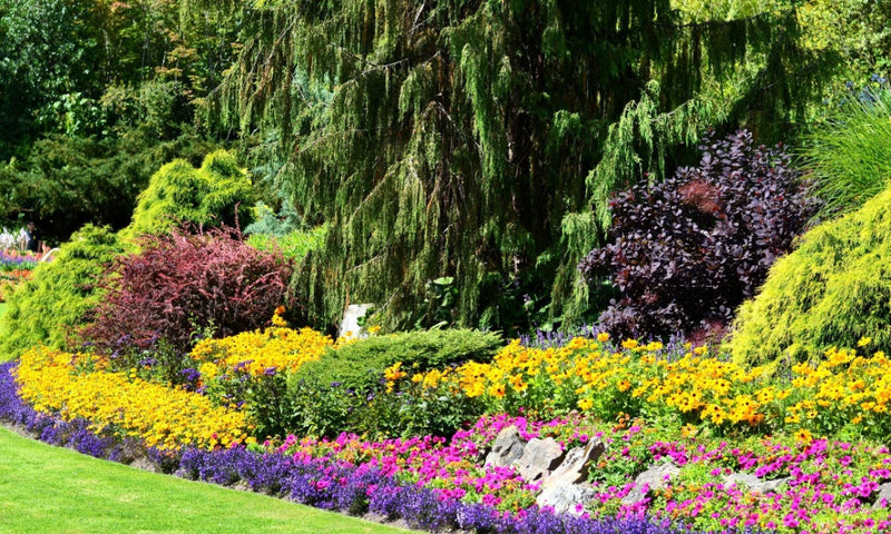 Vibrant native flowerbed with yellow purple pink blooms for subscription box