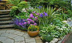 Terracotta pot with yellow purple native flowers in lush garden foliage