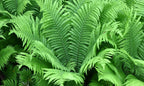 Vibrant green fern fronds in Native Plant Subscription Box for your zone