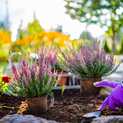 Purple flowering heather plants in terracotta pots for Native Plant Subscription Box