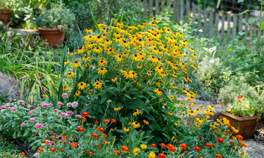 Vibrant yellow black-eyed susans in Native Plant Subscription Box garden bed