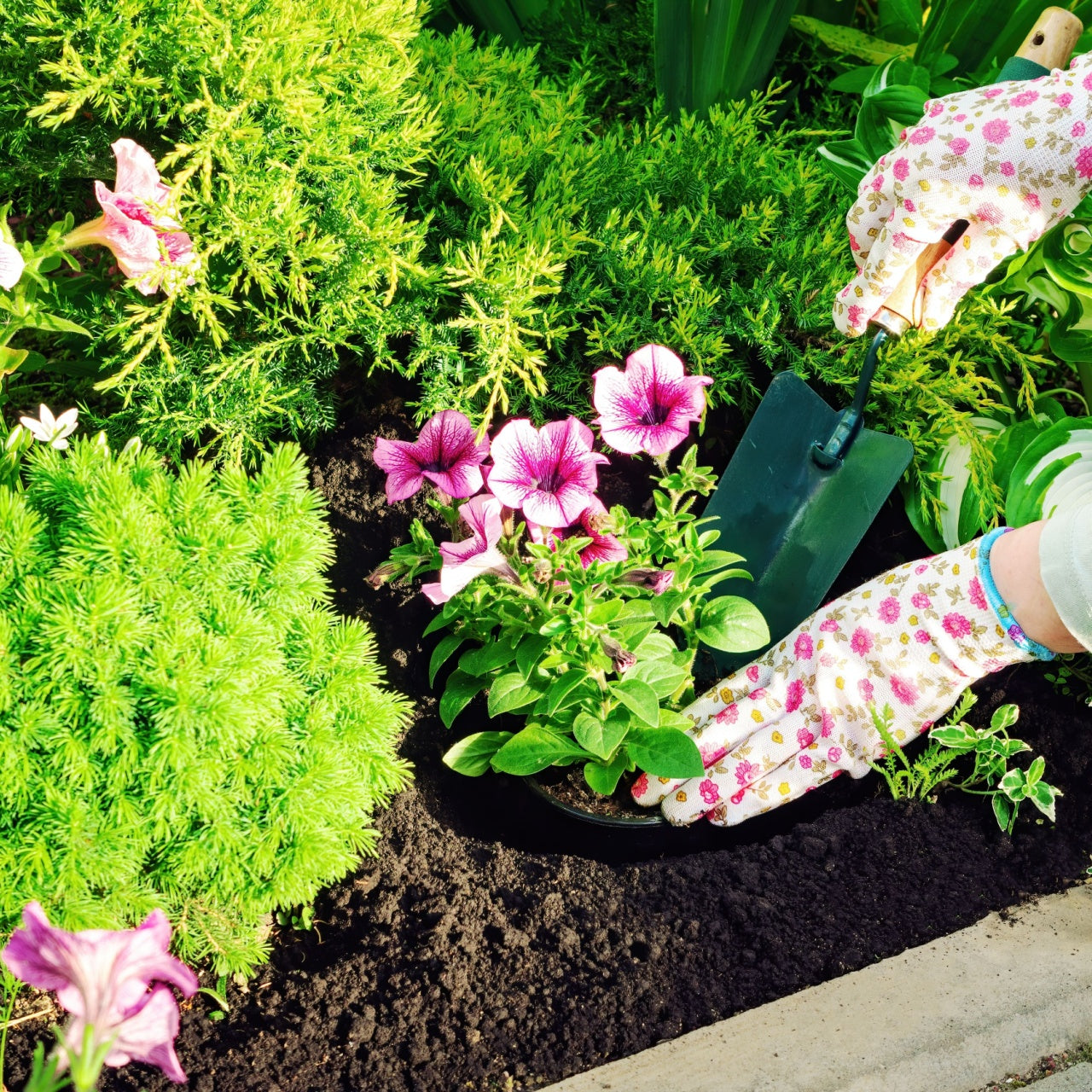 Pink petunia flowers with delicate petals in Native Plant Subscription Box