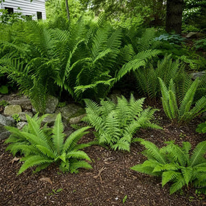 Lush green ferns in shade areas