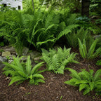 Lush green ferns in shade areas