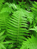 Vibrant New York Fern fronds with delicate feathery leaves