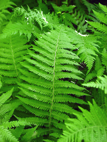Vibrant New York Fern fronds with delicate feathery leaves