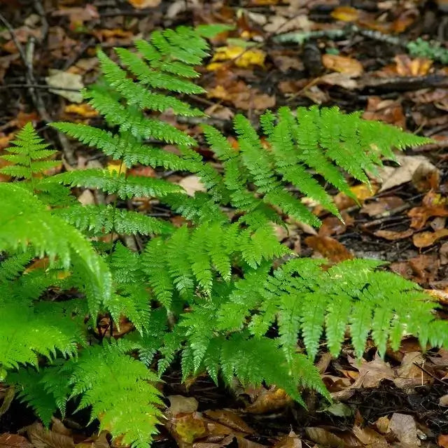 New York Fern: vibrant green fronds emerging from autumn leaves