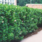 Northern Privet Hedge with lush green foliage and delicate white flowers