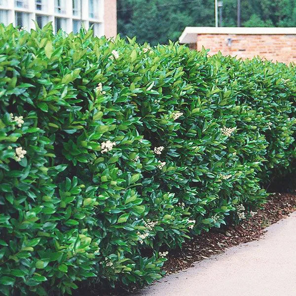 Northern Privet Hedge with lush green foliage and delicate white flowers