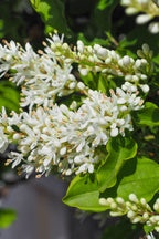 Northern Privet Hedge clusters of delicate white flowers with yellow stamens
