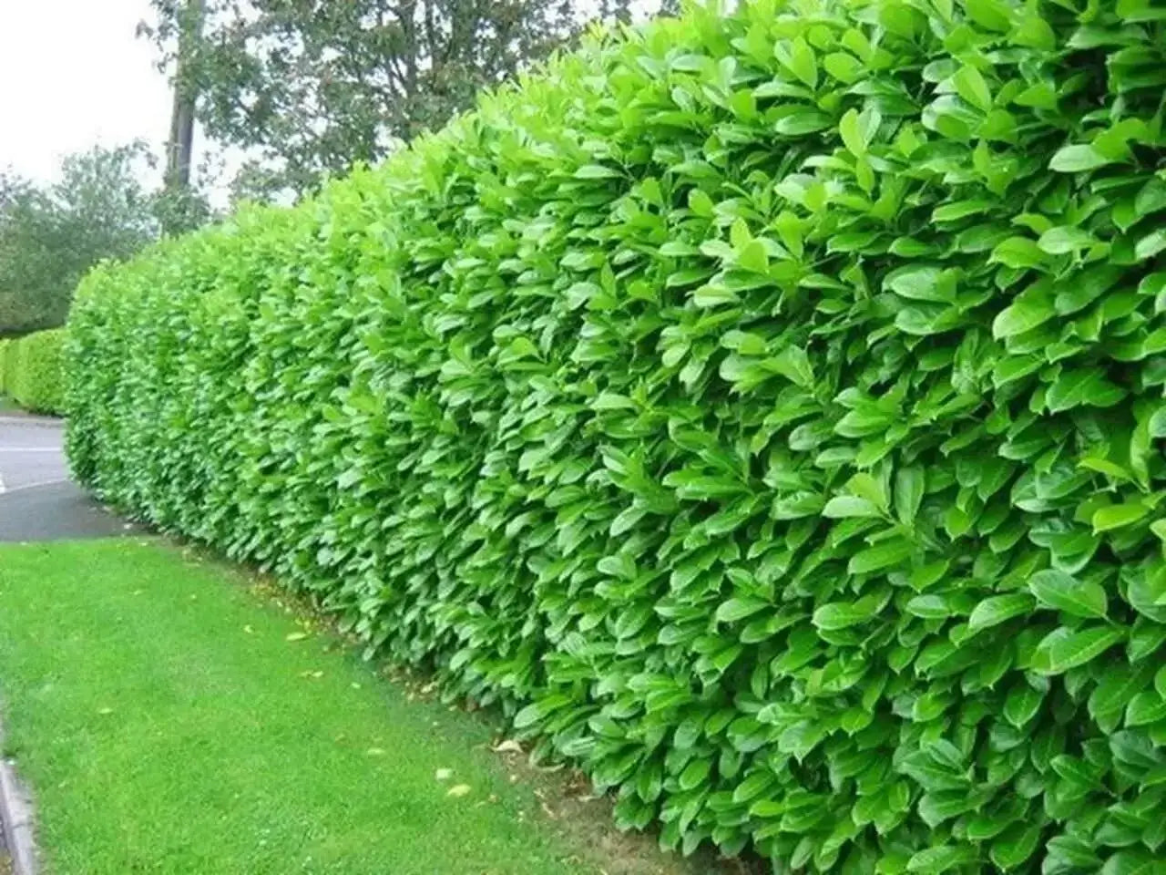 Northern Privet Hedge: lush green dense oval leaves neatly trimmed wall