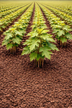 Rows of young vibrant green northern red oak seedlings with broad leaves growing in neat lines on rich brown soil